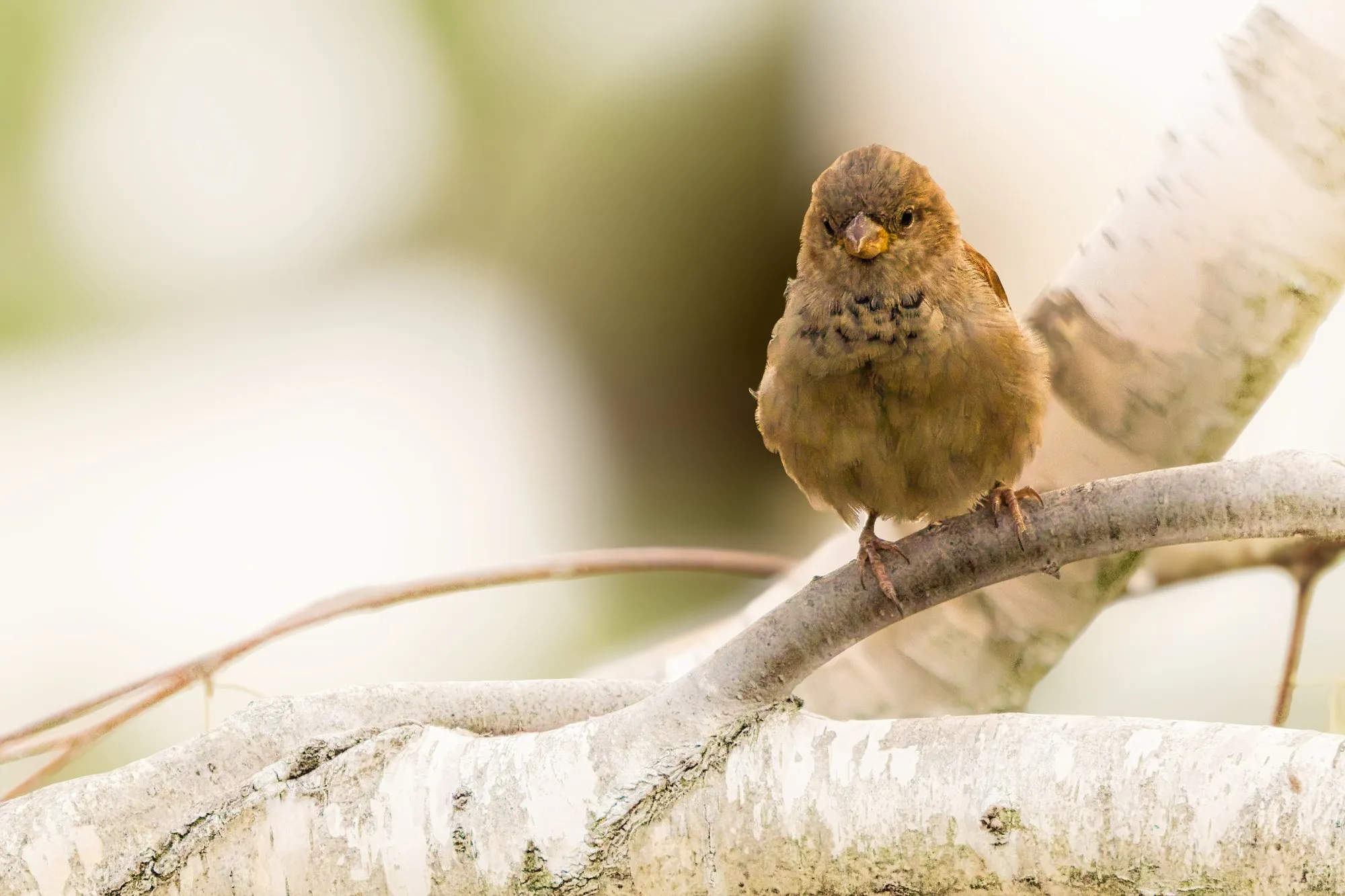 Spatz auf Birkenast