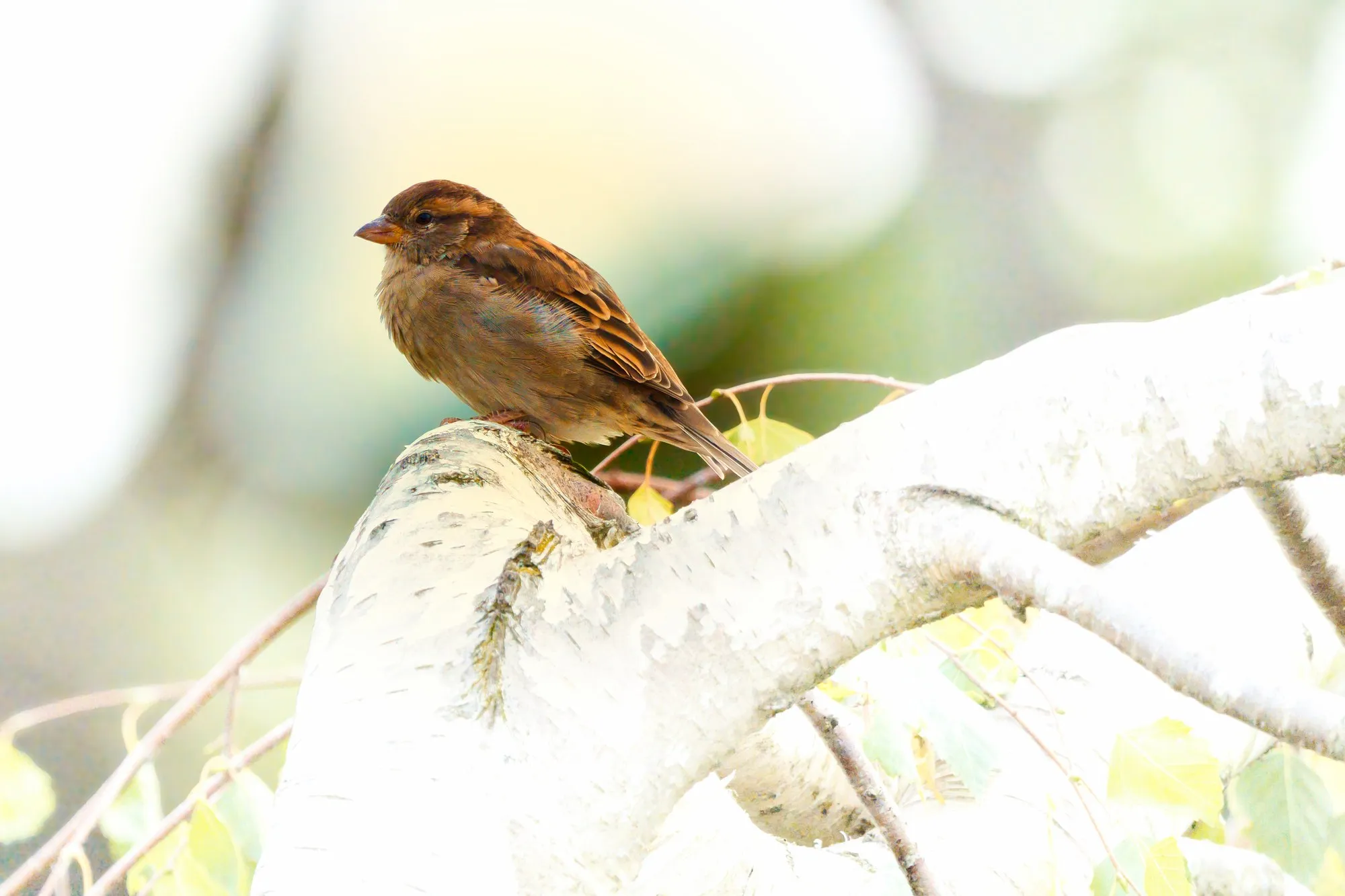 Spatz auf Birkenstamm