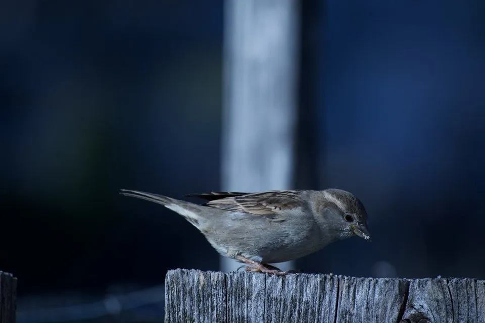 Spatzenweibchen bei der Nahrungssuche