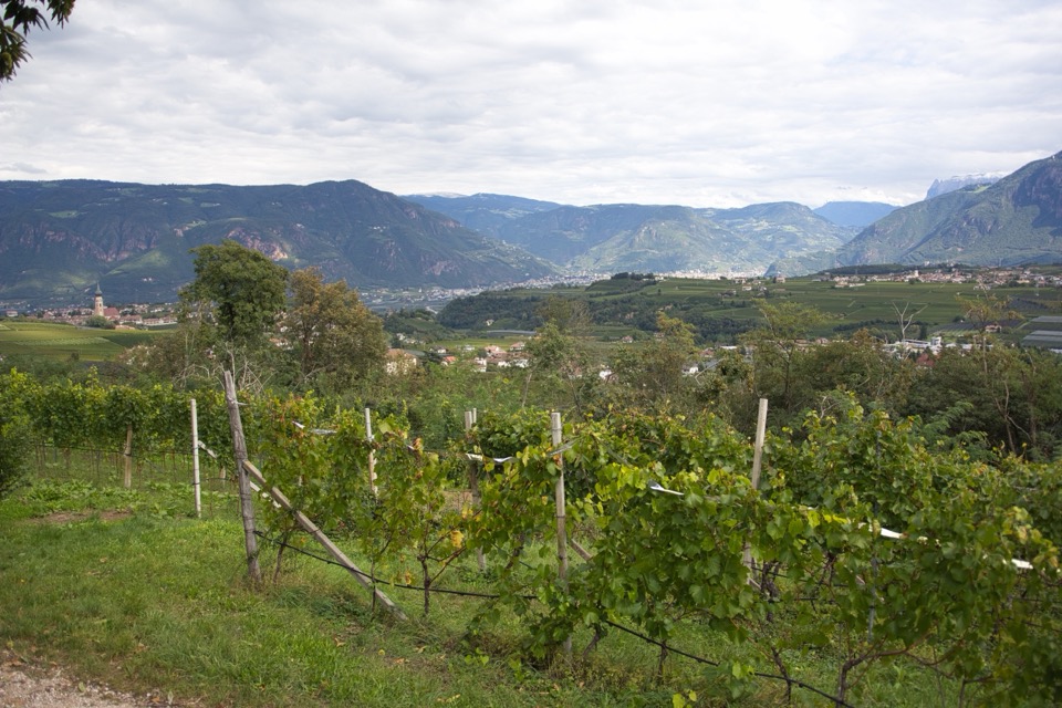 Weinberge und Apfelplantagen bei Eppan mit Blick auf die schneebedeckten Alpen im Hintergrund, herbstliche Stimmung