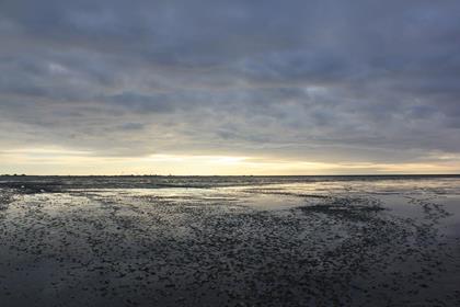 Weite Wattflächen bei Ebbe an der dänischen Nordseeküste im Abendlicht