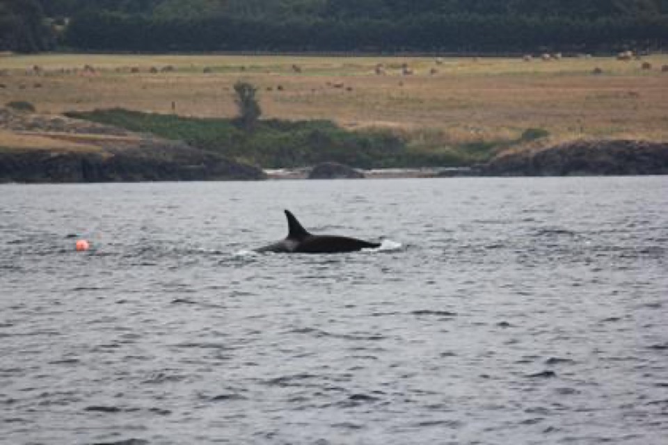Rückenflosse eines Orcas taucht aus dem Wasser vor der Küste von Vancouver Island