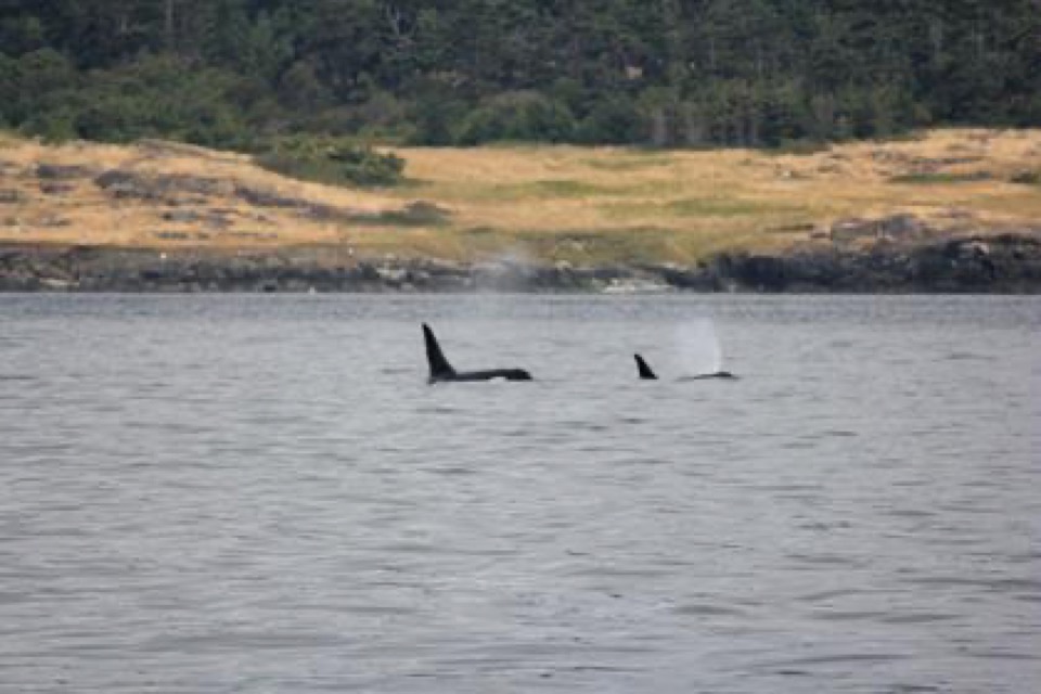 Zwei Orcas tauchen nebeneinander an der Wasseroberfläche auf