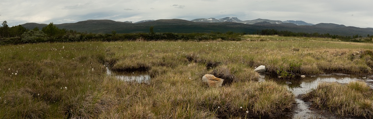 Panorama der kargen Hochebene im Dovrefjell-Sunndalsfjella-Nationalpark